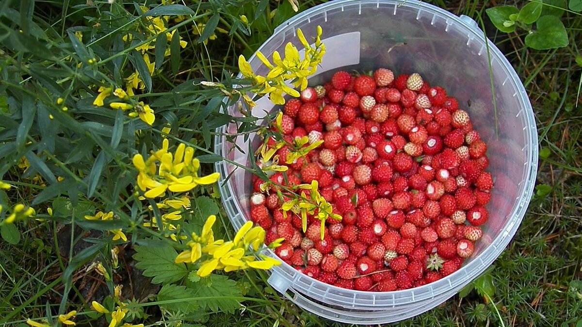 Собираем лесную землянику