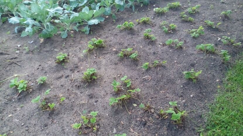 Клубнику скосили около 2 недель тому назад. Фото автора