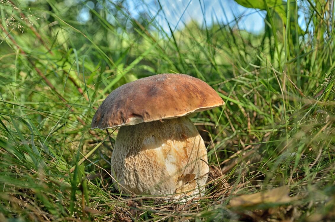 Боровик
