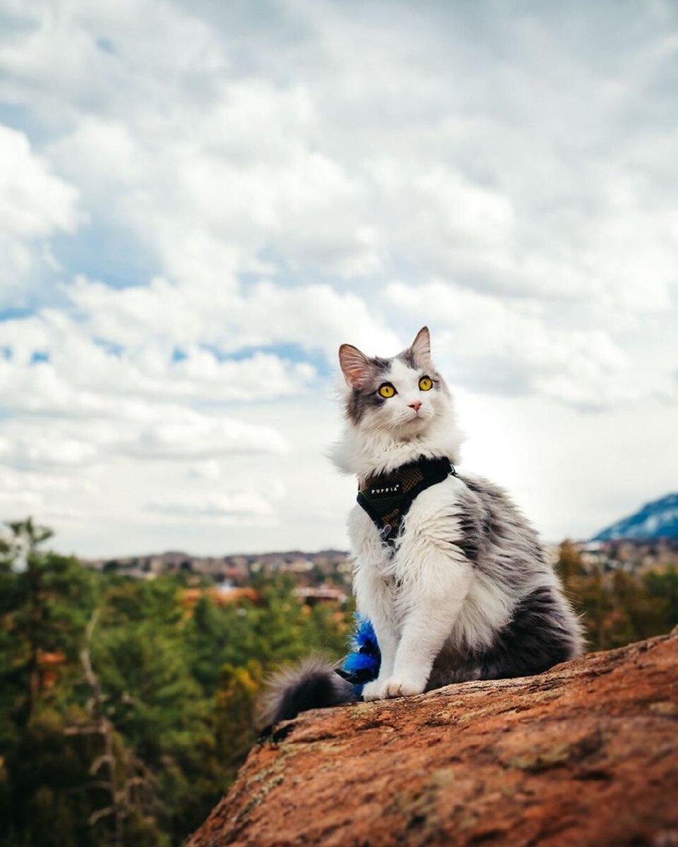 источник: @a_cat_named_squirt 