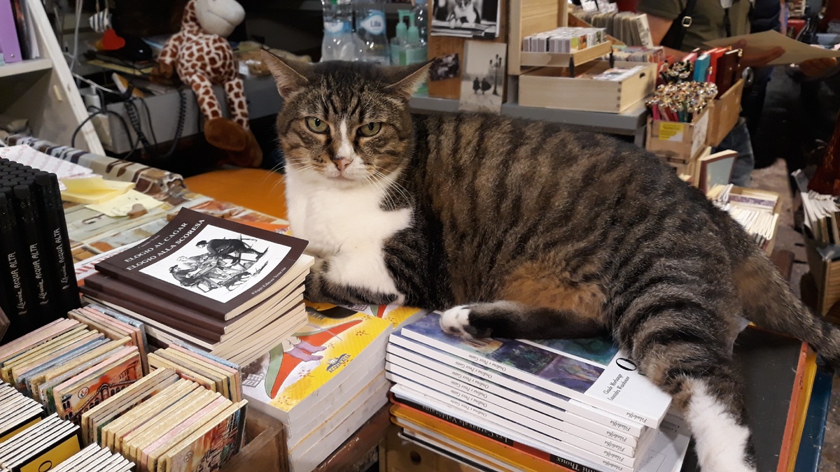 Вненеция. Кот в книжном магазине