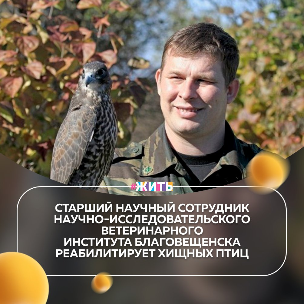Сегодня мы Вам расскажем о Денисе Иванове из Благовещенска. Человеке, который помогает птицам вновь взлететь🦅 
Денис работает Старшим научным сотрудником Дальневосточного зонального научно-исследовательского ветеринарного института и чаще всего к нему попадают слетки, птенцы, которые выпорхнули из гнезда, но еще плохо летают и не могут сами добывать пищу. Люди, не зная этих особенностей, думают, что птенец нуждается в посторонней помощи, и подбирают его. А что дальше с ним делать, не представляют. В итоге чаще всего такие птенцы и попадают к нему. В основном это мелкие хищные птицы😌

Сколько пернатых было за годы увлечения, мужчина и не представляет. В этом году удалось вернуть в природу пять амурских кобчиков, четыре – из одного гнезда. Ветром сломало дерево, и ему передали птенцов, которых выкармливали, выхаживали. Также после реабилитации отпустили одного чеглока, ястреба-перепелятника и ястреба-тетеревятника🙌

Спасибо этому человеку, что помогает всем птицам, которые к нему попадают. Вы молодец!

#жить #проектжить #героижить
