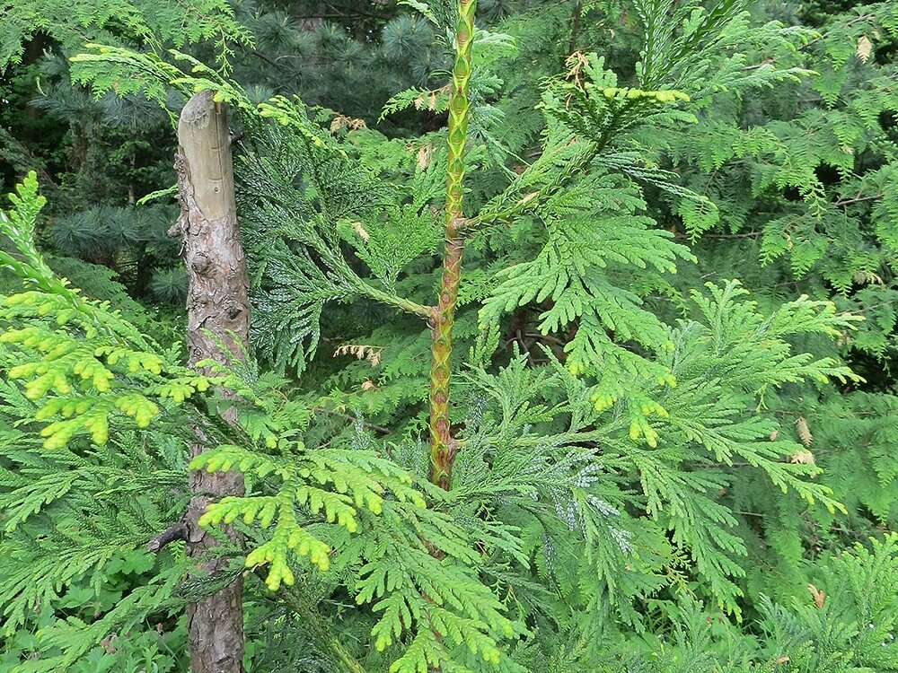 Туевик долотовидный. Москва, дендрарий ТСХА им. Шредера. Фото: Наталья Шевырева, plantarium.ru