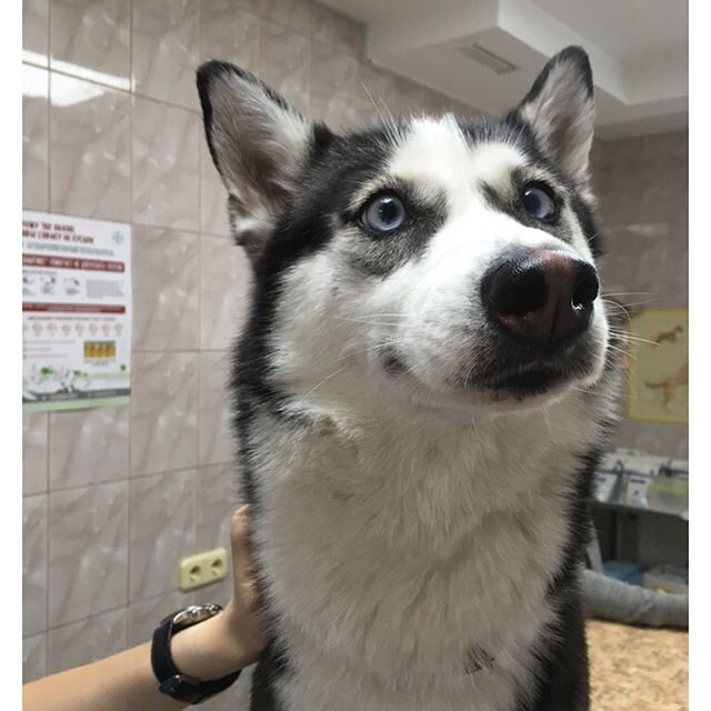 В ветеринарной клинике