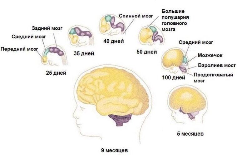 Как за 9 месяцев вырастить мозг?