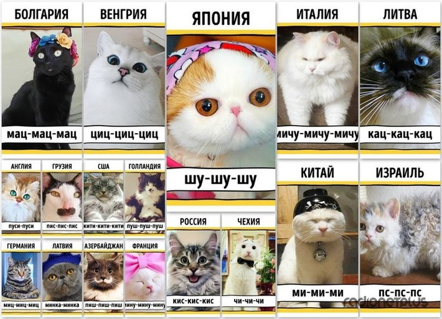 Если в поездках по другим странам вам очень захочется привлечь внимание местного котика, вам поможет эта подборка – словарь подзывов кошек разных стран мира.