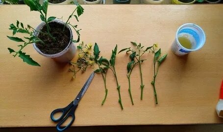 Укоренение пасынков.