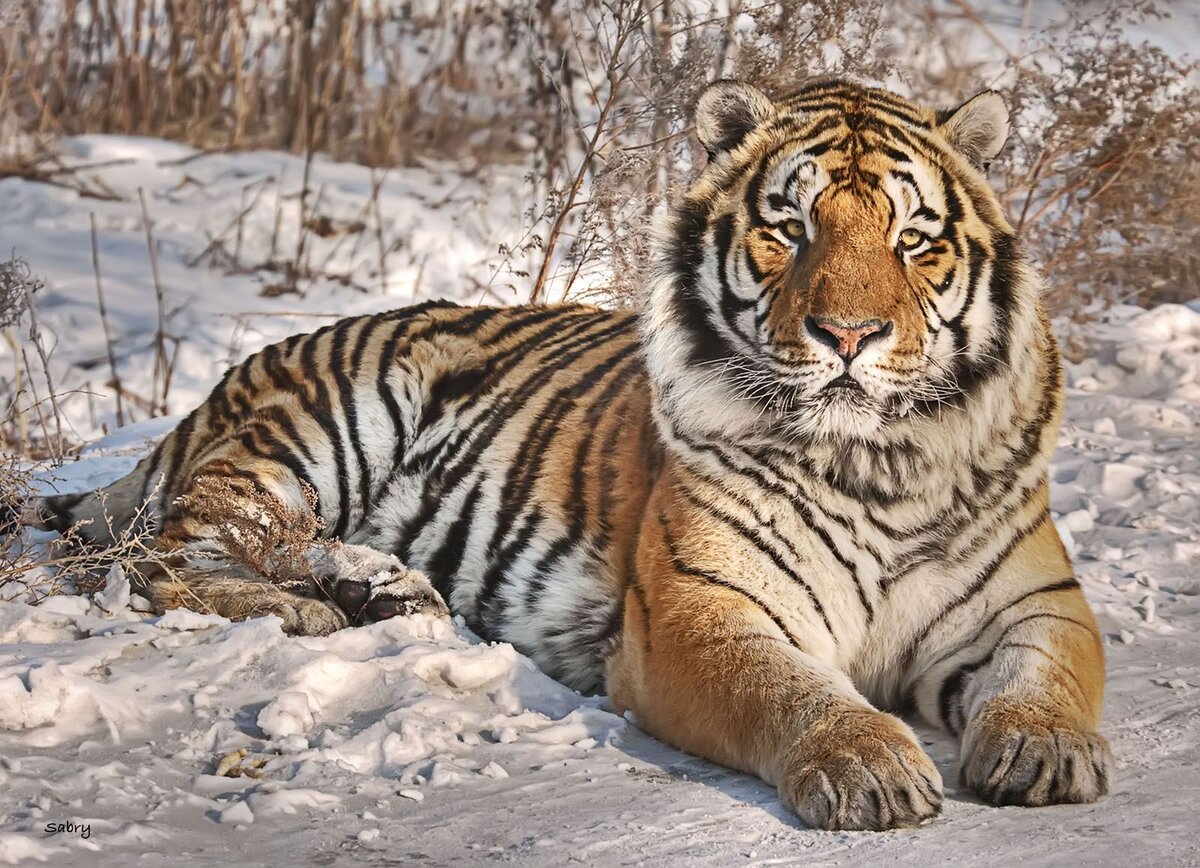 Амурский тигр. Амурский Сибирский тигр. Амурский (Уссурийский) тигр. Тайгер тигр. Внешний вид тигров