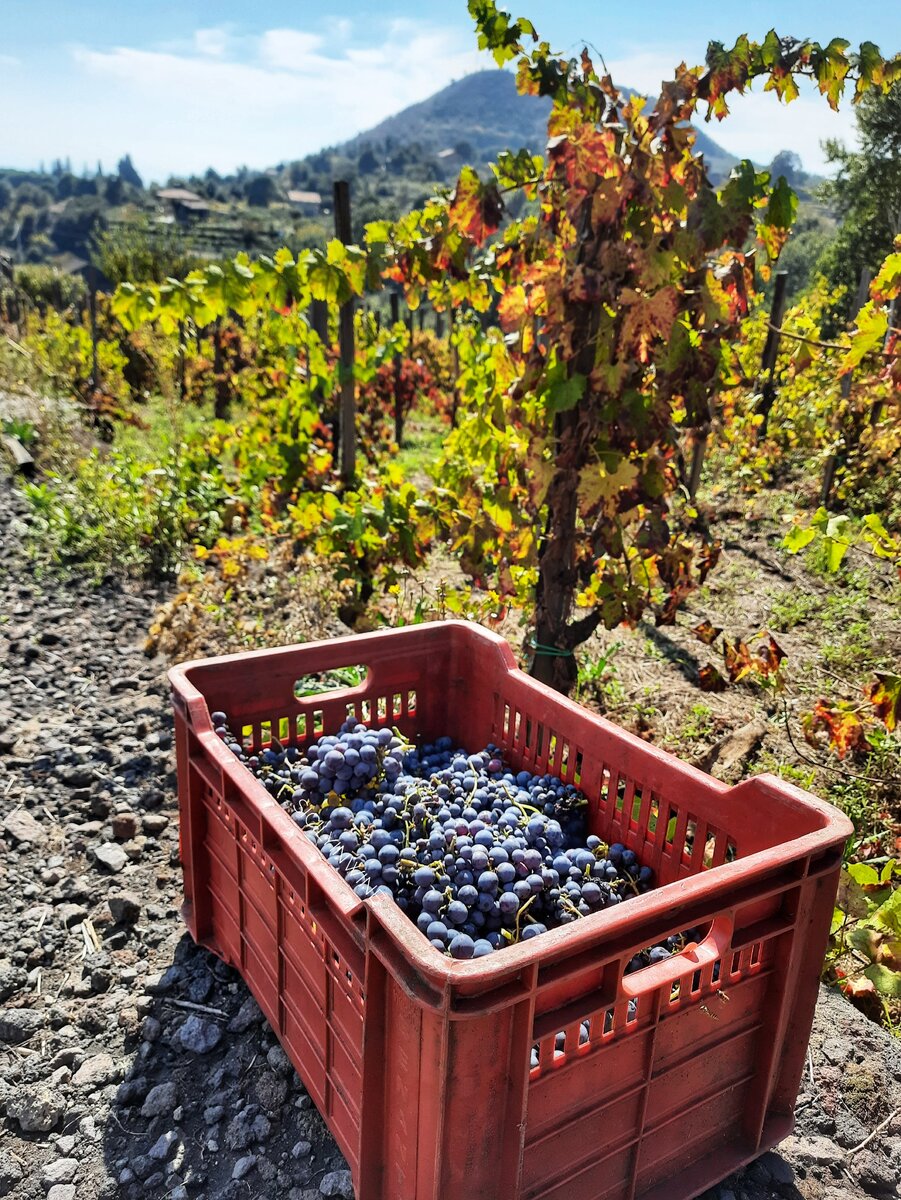 Сбор Нерелло Маскалезе на Этне