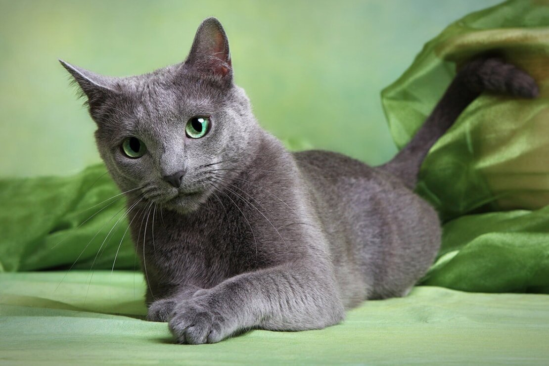 Первоначальный источник:  Яндекс картинки.