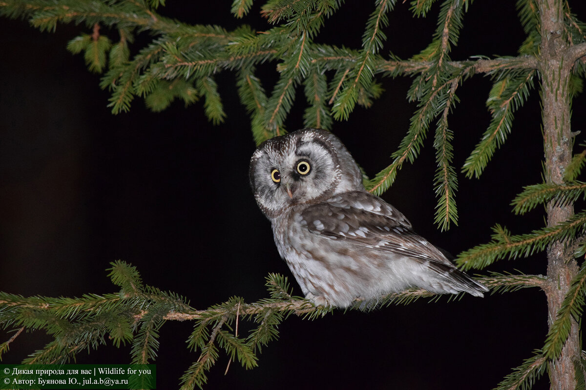 Мохноногий сыч