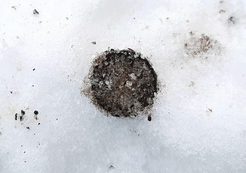 Первая монета. Найденную монету можно было найти только при условии, что монета представляла собой крупный комок земли или оставалась непосредственно в покапушке.