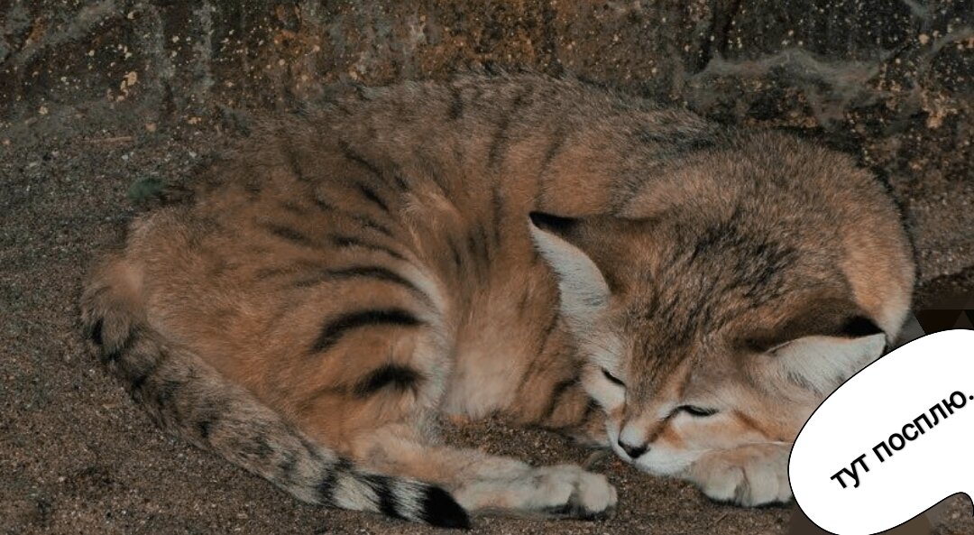 Барханный кот