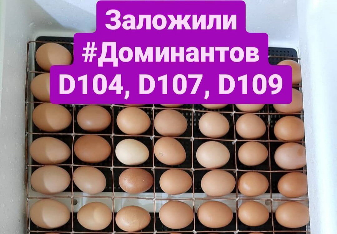 Инкубационное яйцо мясо-яичной породы "Доминанты" 