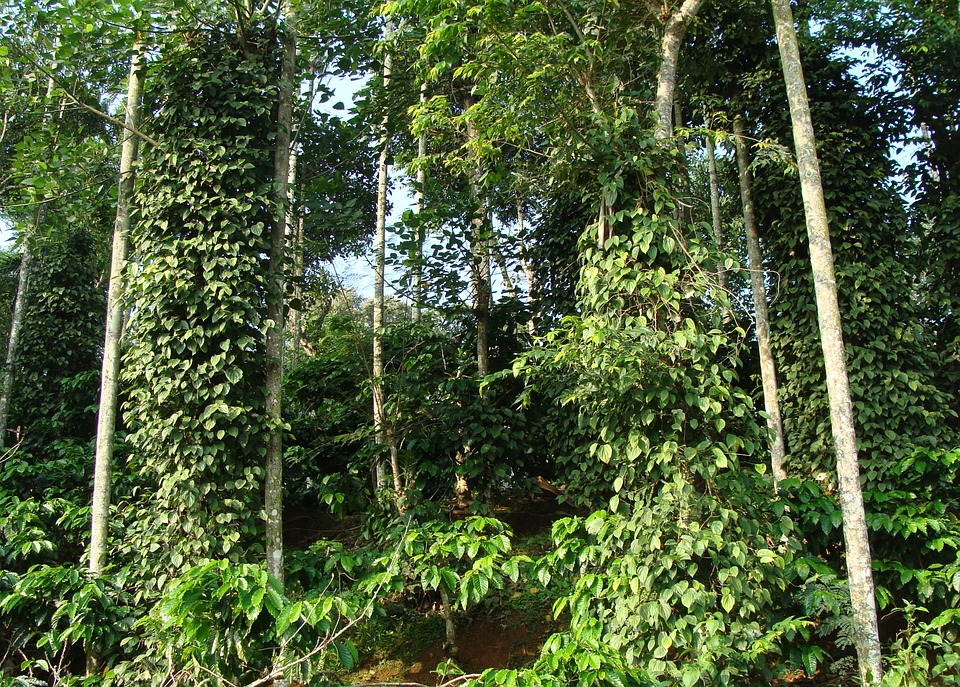 Сохранение и устойчивое управление биоразнообразием лесных экосистем, где произрастает кофе