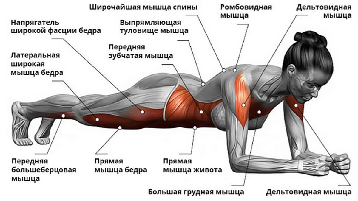Анатомия упражнения: Планка на локтях