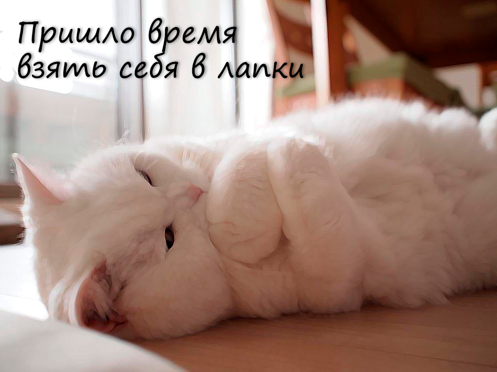 Дажже котик смог, значит и я смогу.