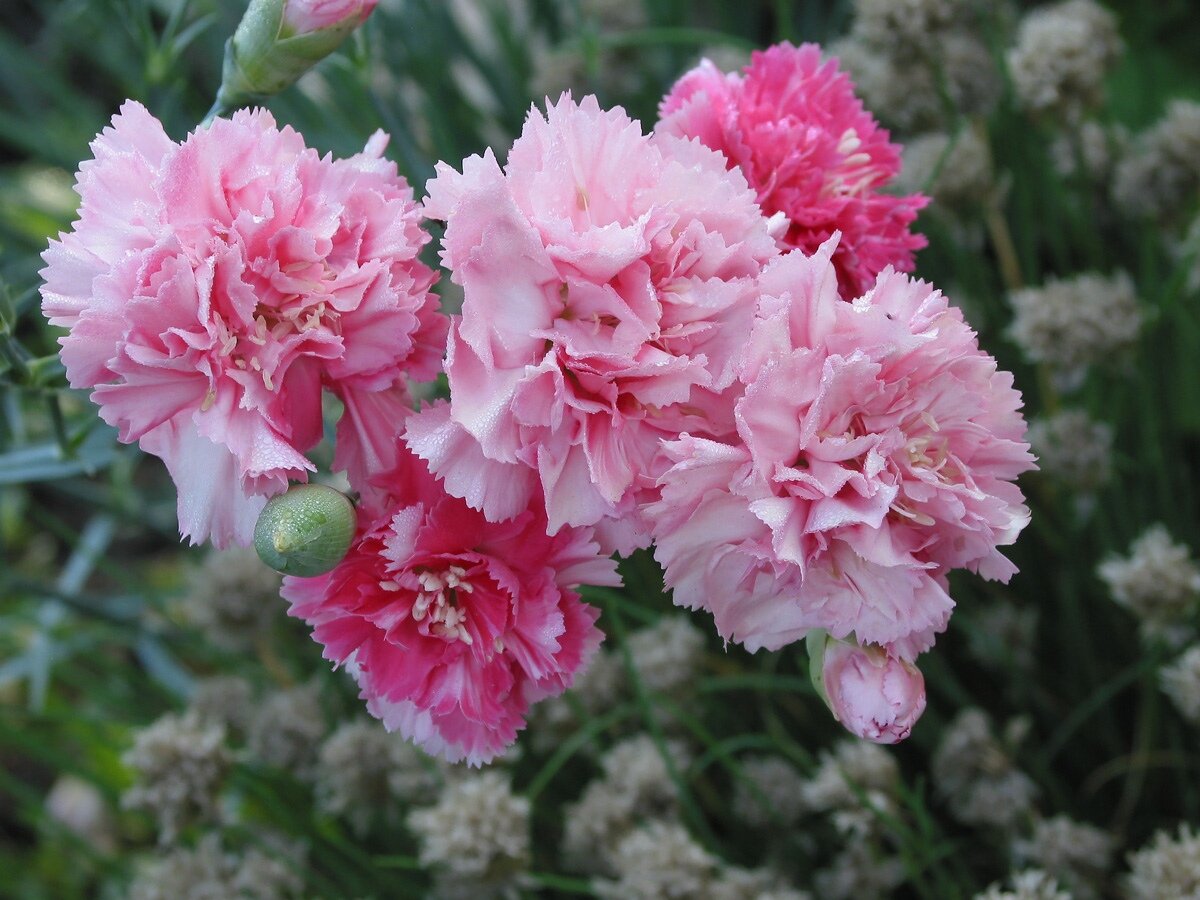 Гвоздика Dianthus Doris