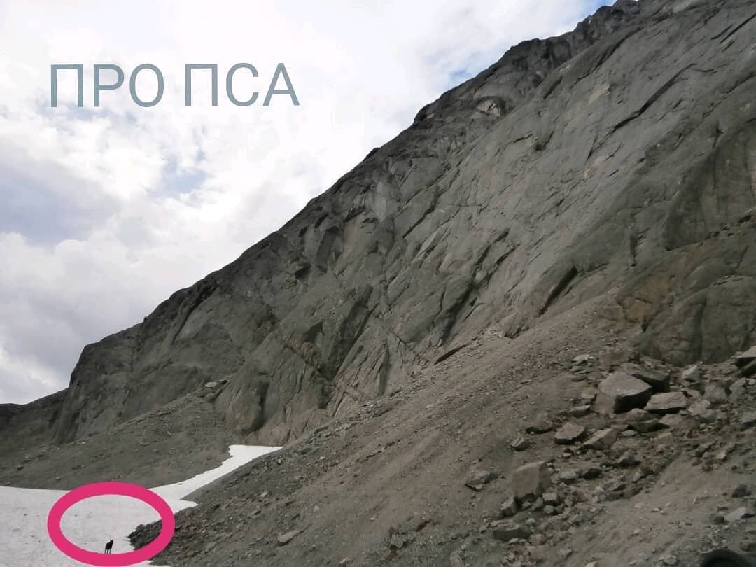 С первого взгляда и не приметишь этого быстрого потомка волков