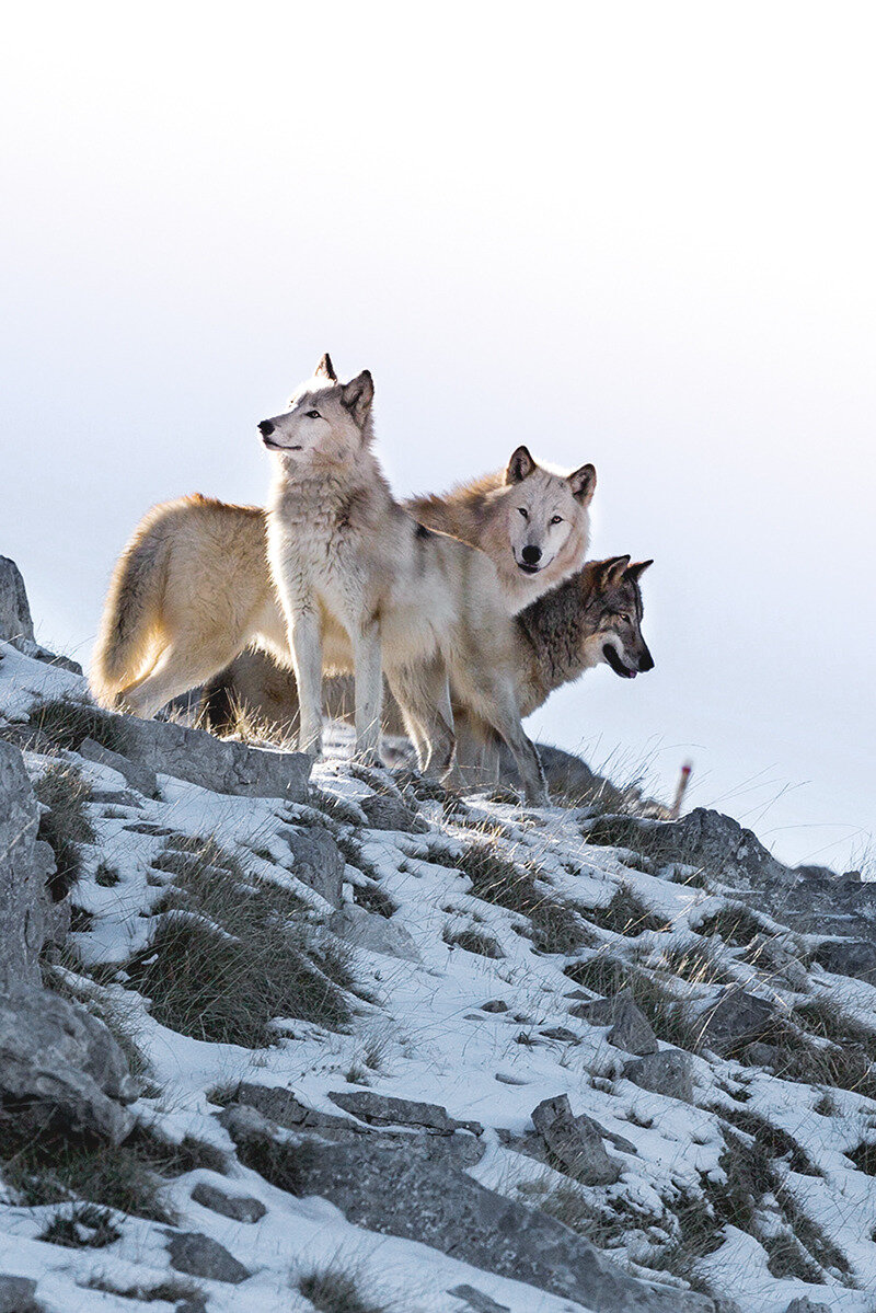 Фото Яндекс.