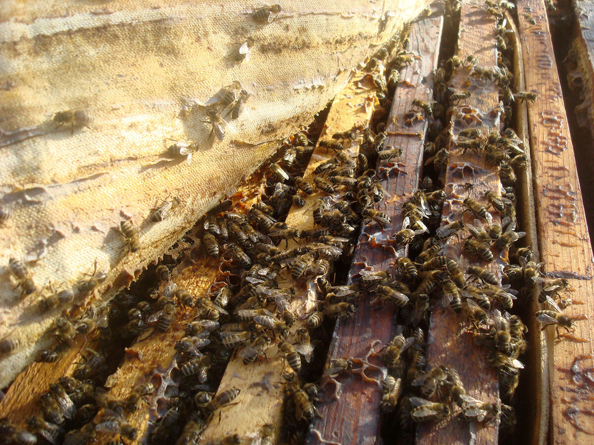 Мои трудяги