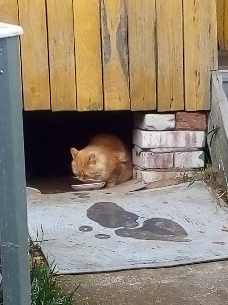 Первым пришел рыжий кот