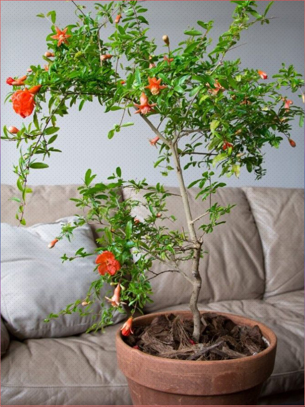 Дерево можно формировать как вам угодно. Легко поддается обрезке.