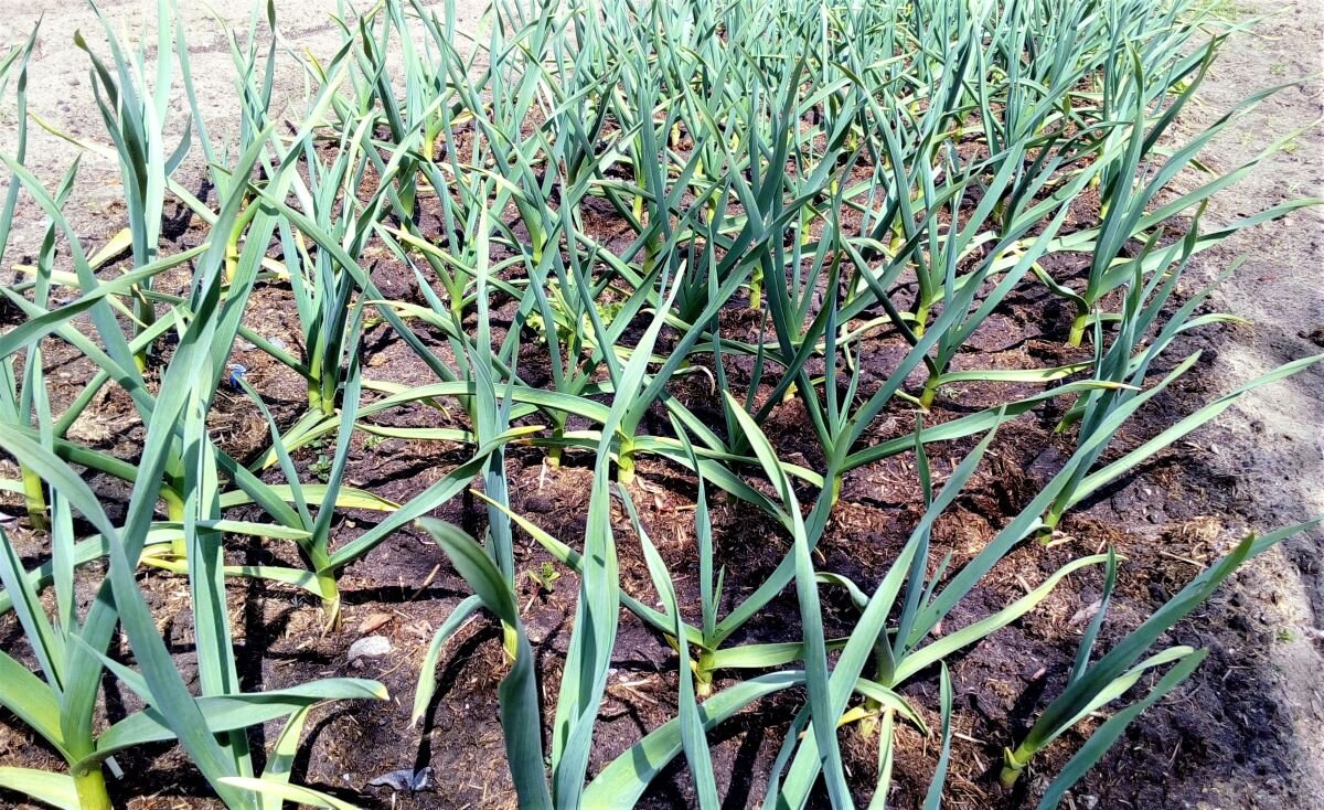 Чеснок. Фото автора 