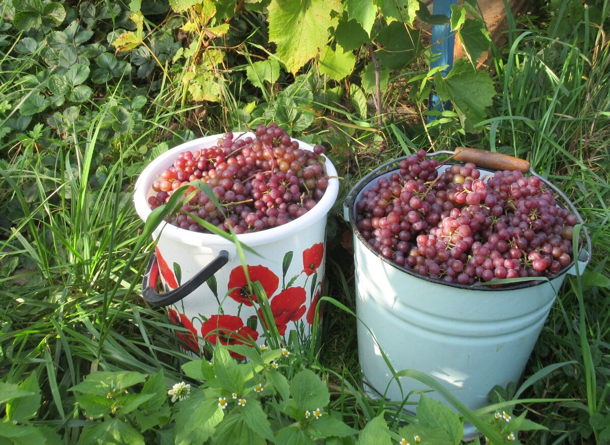 Чтобы к осени получить урожай, весной надо защитить побеги от заморозков. На фото автора кишмиш Сомерсет сидлис. 