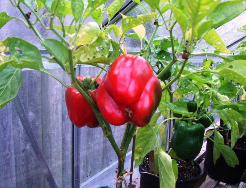 Фото с сайта: bredmozga.ru