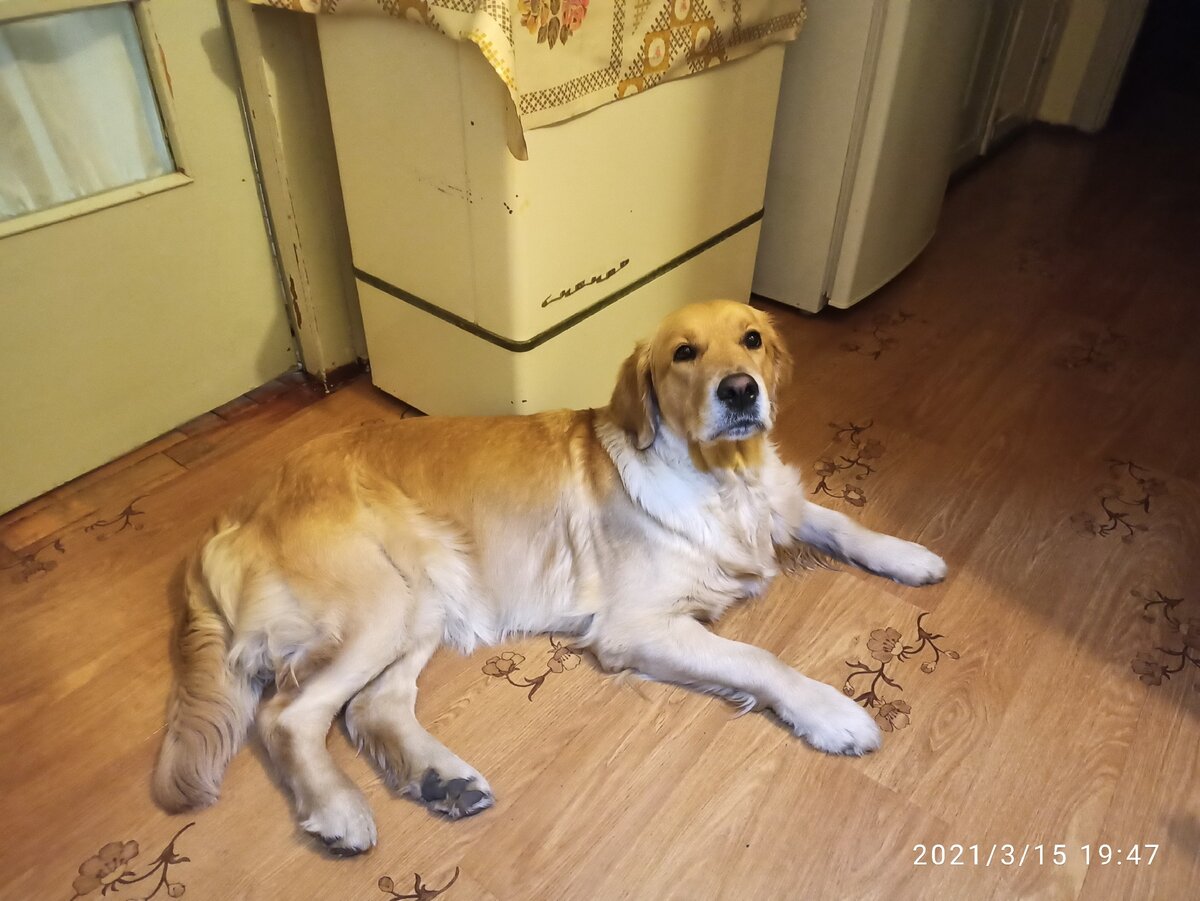 Ляля в ожидании письма