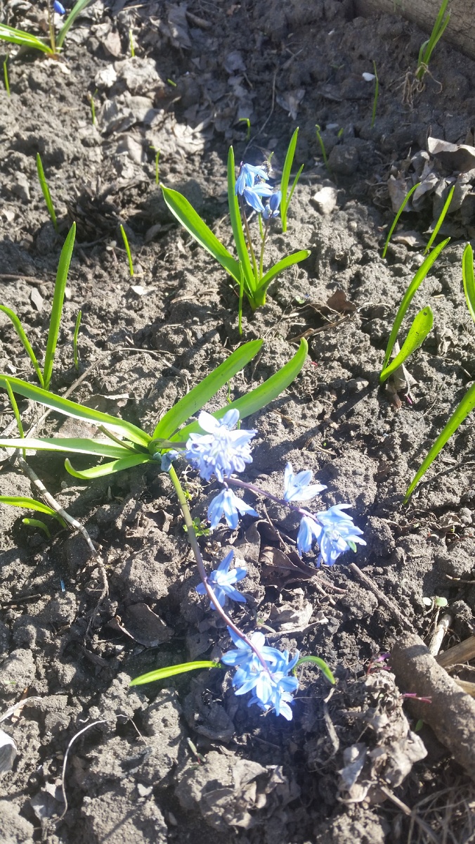 Должны будут первыми появиться Сцилла siberica