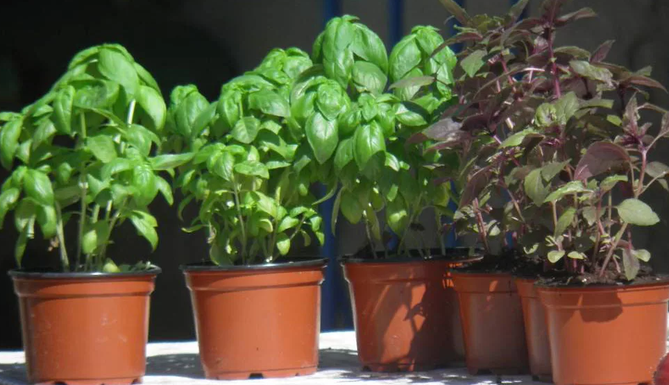 вот так у нас растет базилик в горшочках