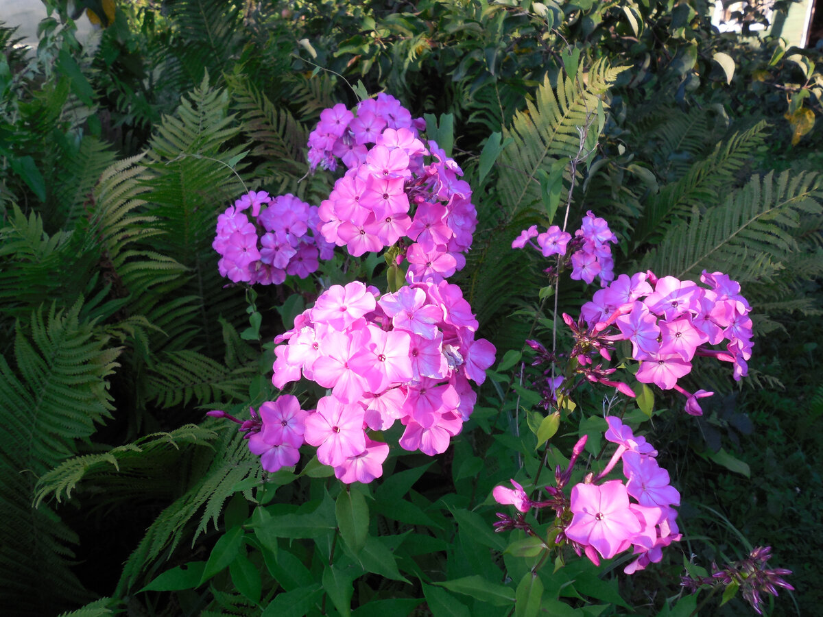 Когда-то эти флоксы она нам принесла. Живучие, неприхотливые, беспроблемные. Из всех флоксов, которые были у на раньше,  остались только эти