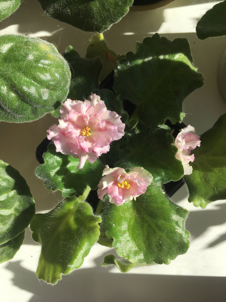 ЛЕ - Злато скифов