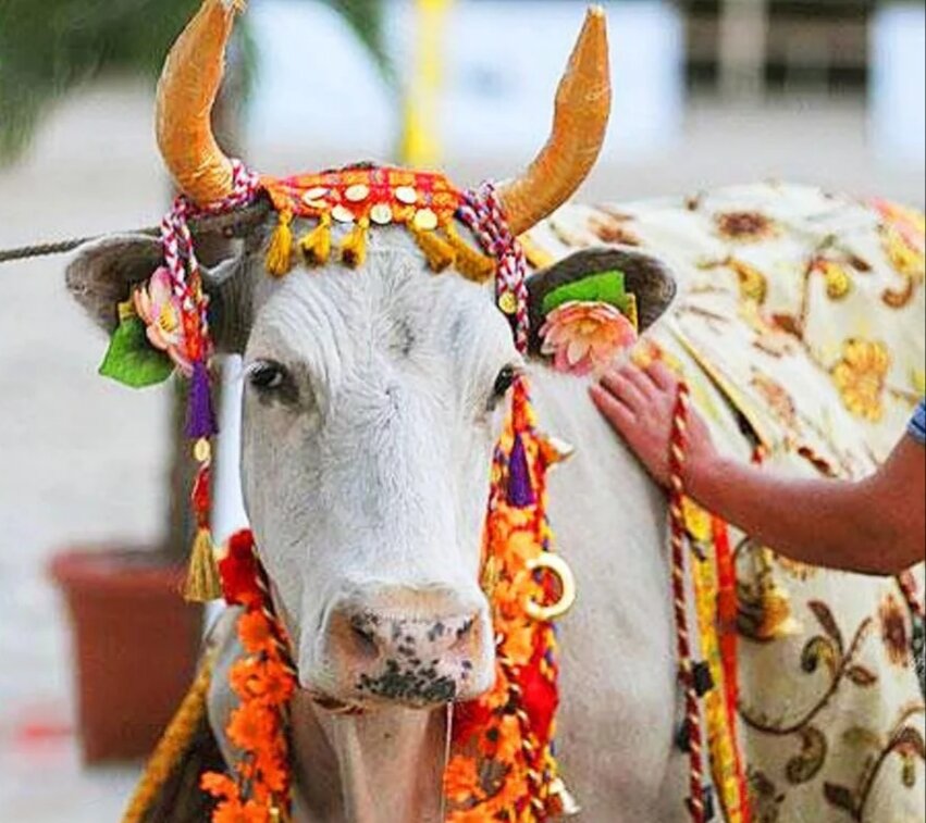 Почему корова в Индии - священное животное?