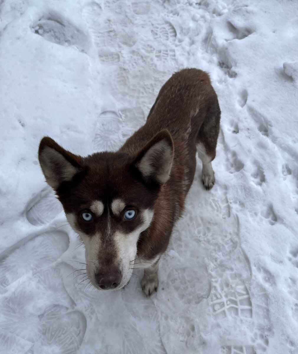 Хаски краснодар. Как растут хаски. Сибирский хаски. Хаски краснодарский край. Хаски краснодарский край.