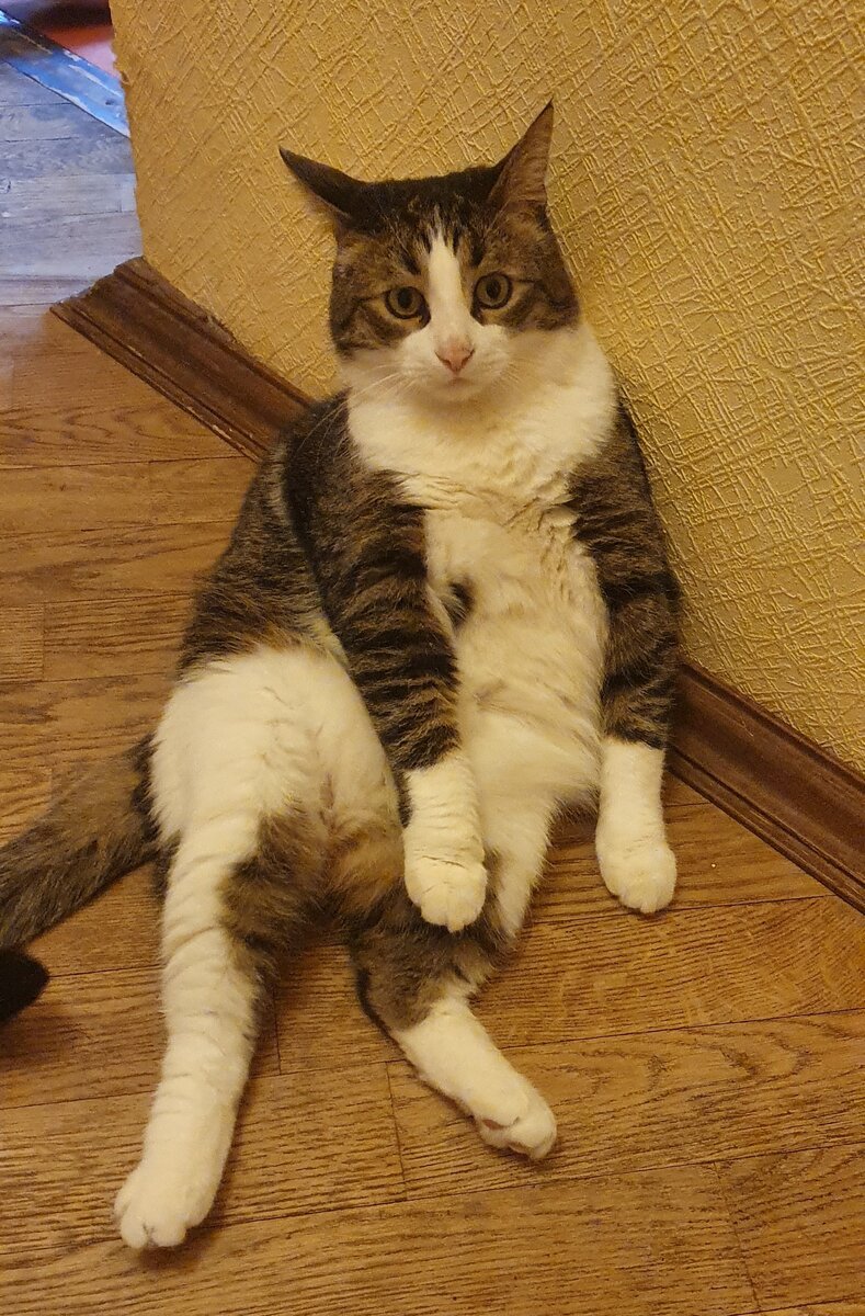 Кот Шиля, когда ему дали непрошенный совет