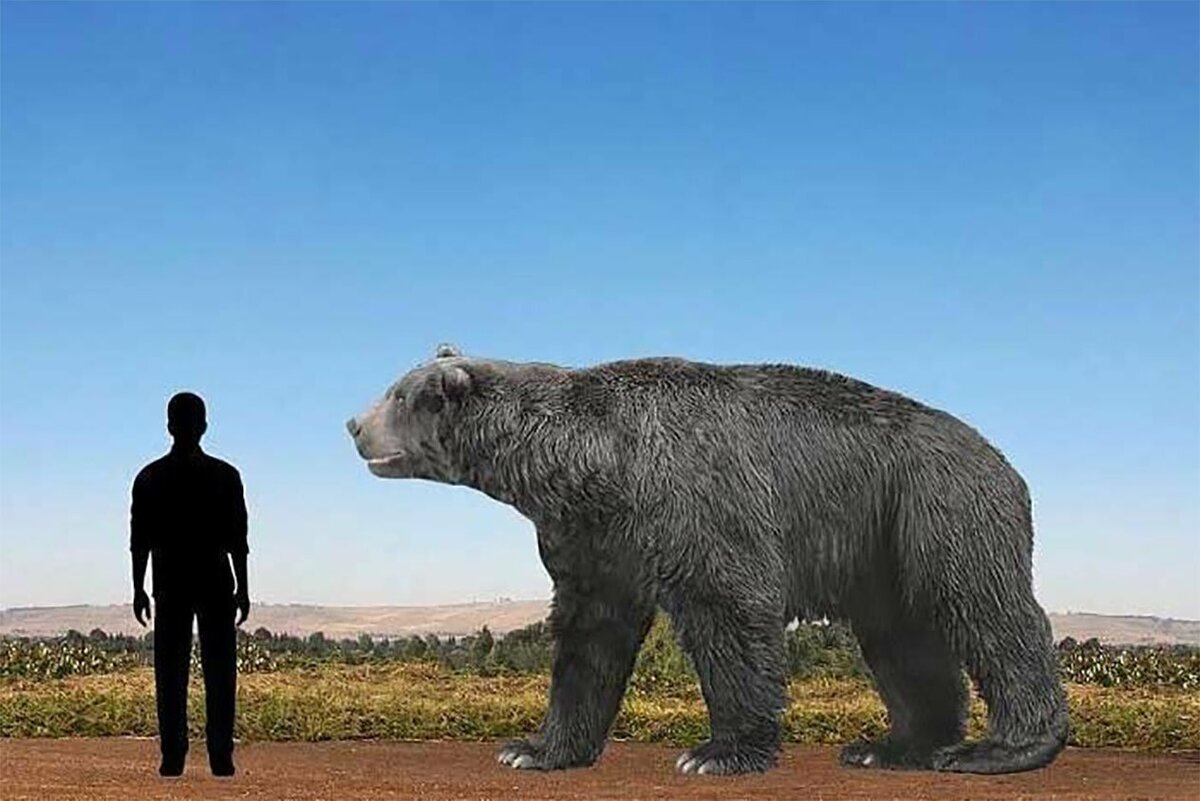 Какие медведи крупнее. Гигантский Короткомордый медведь Арктодус. Арктотерий и Арктодус. Короткомордый пещерный медведь. Североамериканский Короткомордый медведь.