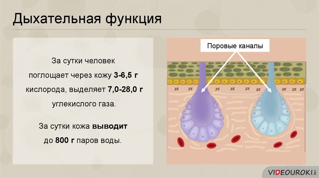 При мышечной работе выделяется больше углекислого газа. Дыхательная функция кожи. Дыхательная функция кожи человека. Кожное дыхание у человека. Функции кожи дыхательная функция.