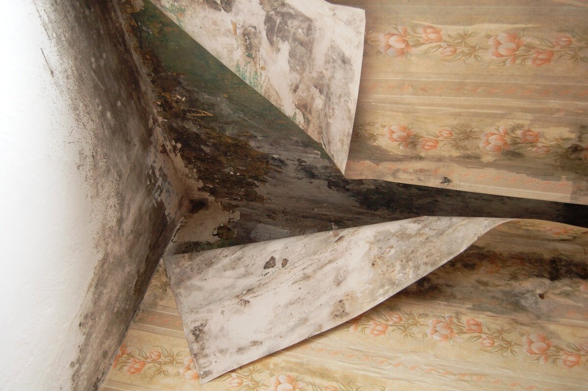 Как вы уже догадались, мы, обычные жители квартир, никак не можем повлиять на первые 2 фактора. То есть не предотвратим того, что семя грибка где-то прицепится к нашей одежде. Однако! Даже если спора попала в вашу квартиру, она не будет размножаться, если нет высокой влажности. Не прикрепиться к стенам, если есть хорошая вентиляция!