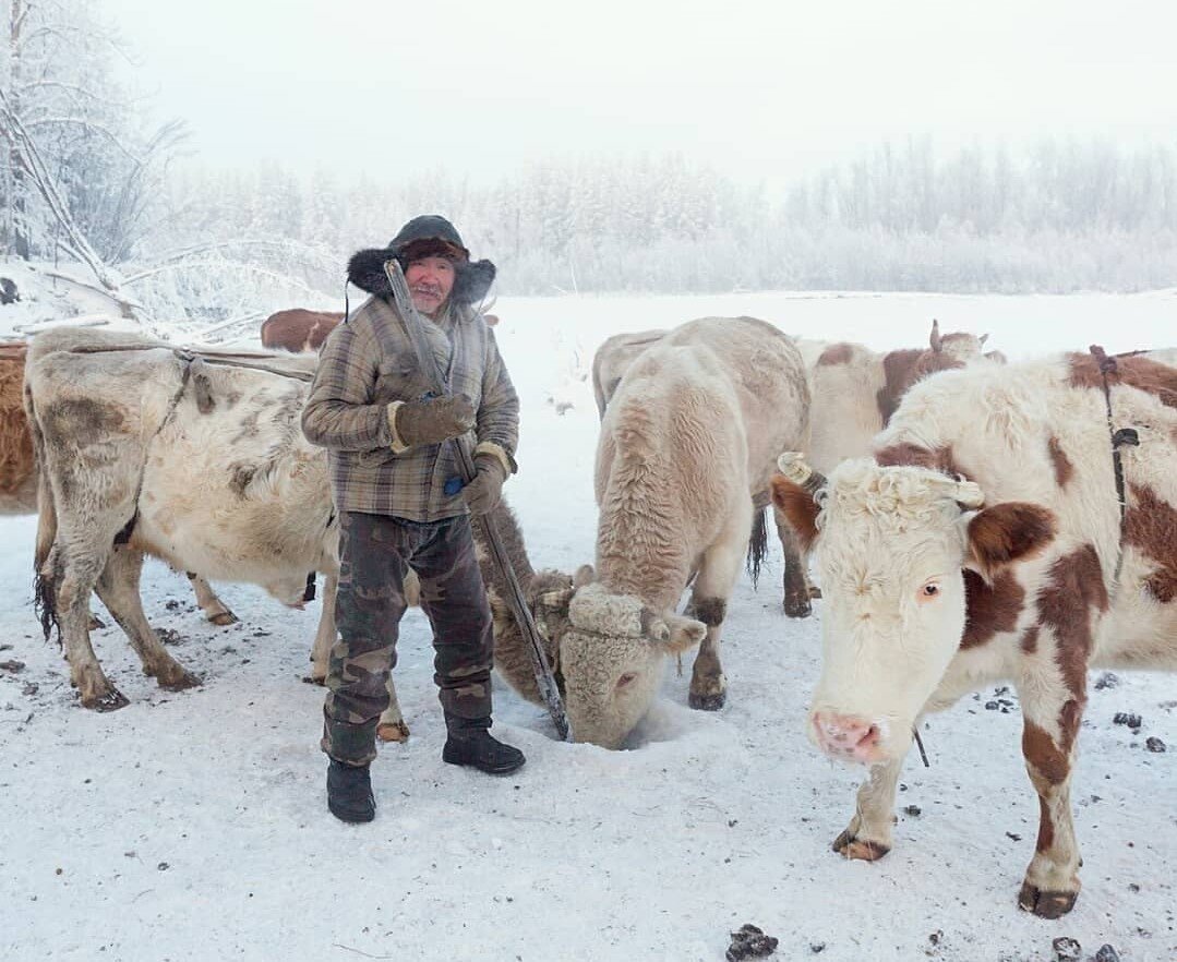 Деда, ещё одну лунку выломай, мы всем стадом пить хотим! 