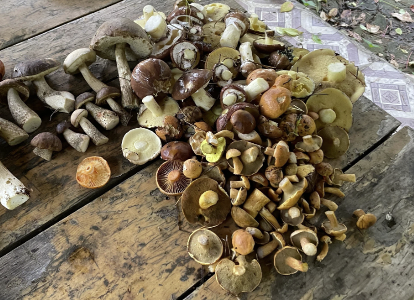 На Селигере собирала все подходящие маленькие грибочки - шитики, моховик желто-бурый, польские, мокрухи пурпуровые, маслята и подберы и, конечно, белые всех трех разновидностей: сосновые, березовые и еловые.