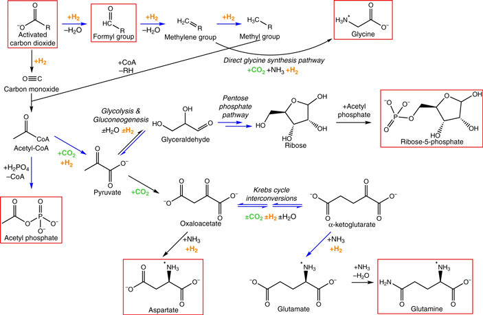 Рисунок 2 (Предполагаемые протометаболических реакции на древней Земле) Синие стрелки изображают реакции, которые удалось воспроизвести лабораторно — в модели предбиологических условий. Красной рамкой обведены вещества, из которых могут синтезироваться нуклеотиды. Ацетилфосфат в левой части изображения имеет оба «знака отличия»: 1) лабораторно подтверждена возможность его неферментативного синтеза из тиоэфиров уксусной кислоты и 2) он является предшественником в биосинтезе АТФ