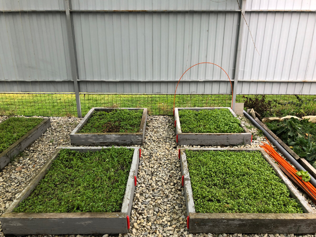 Мои грядки с сидератами 