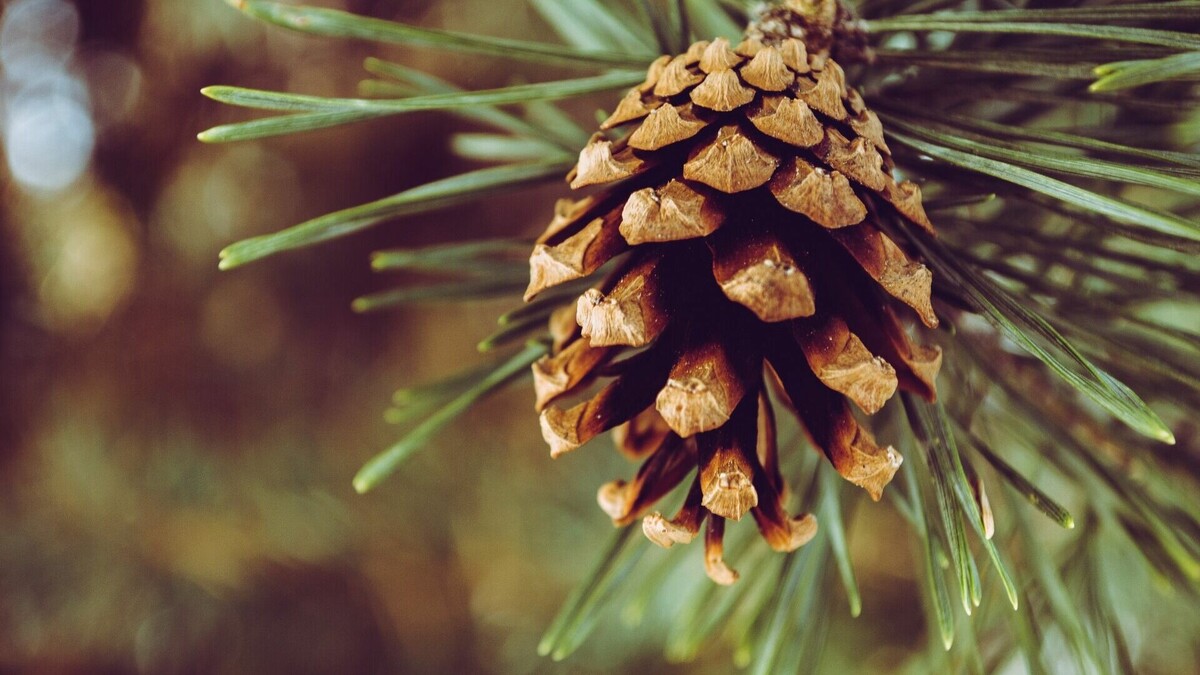     Первую партию посылок бойцы получили до Нового года.