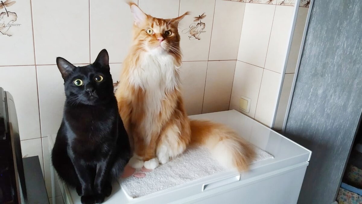 Мейн кун Степа и кот Тихон. 