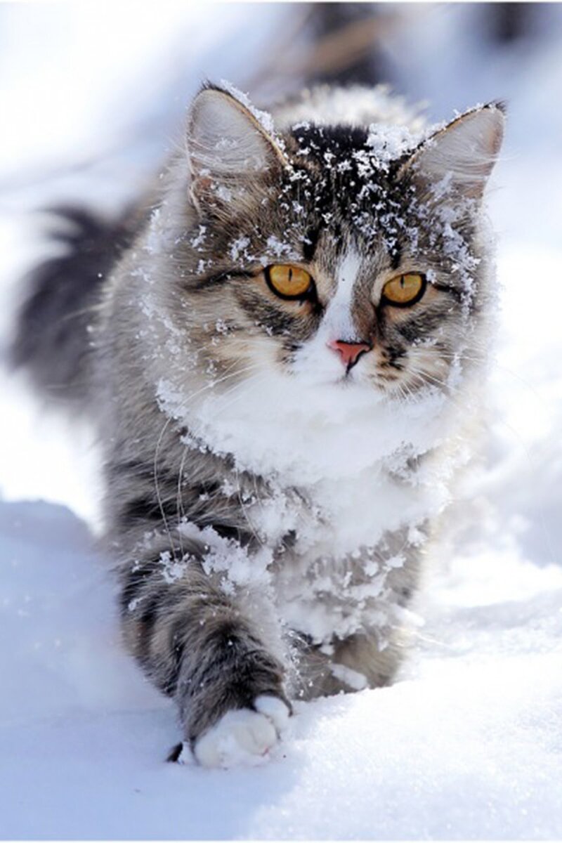 Зимние коты