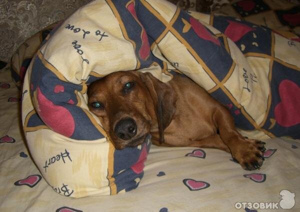 Яндекс.Картинки.