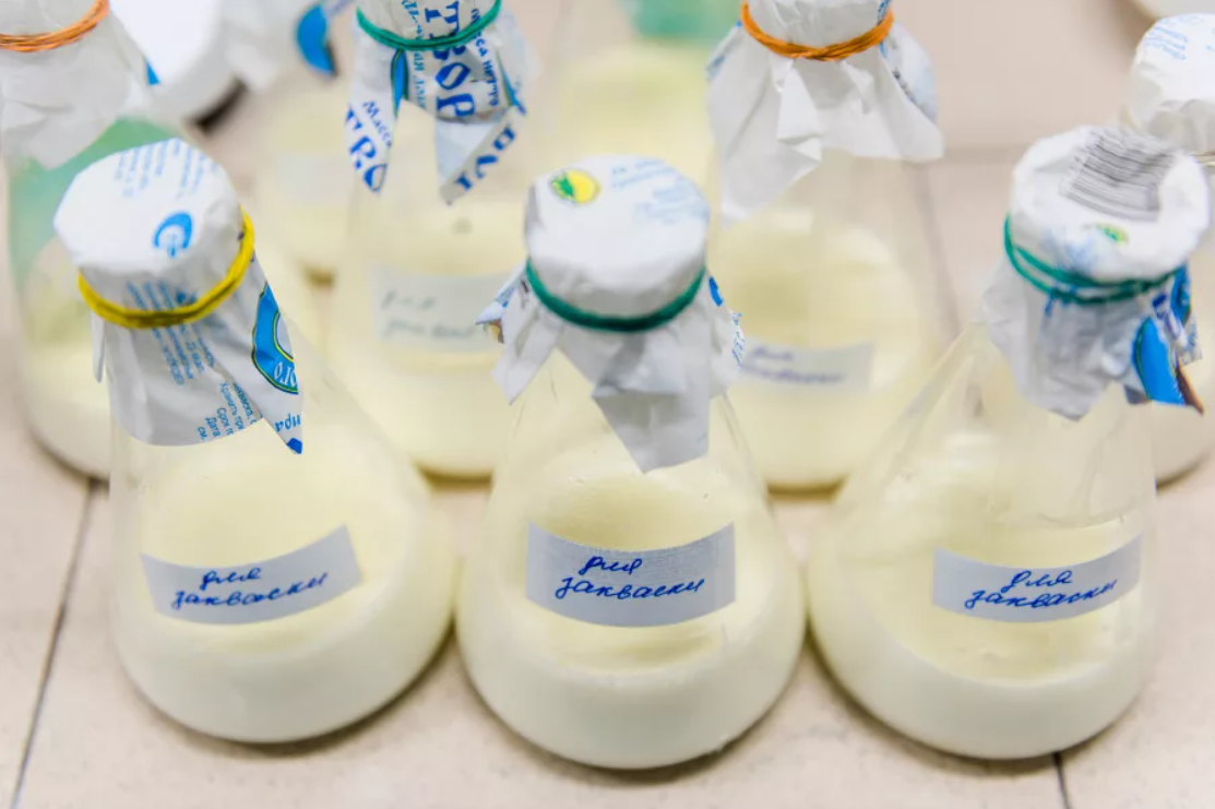 Производство кисломолочных бактерий. Заквасочные культуры для молочной промышленности. Закваски для молочной промышленности. Закваска лаборатория. Биотехнология молочных продуктов.